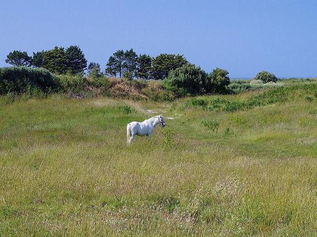 129 Ile de Batz_000052.jpg